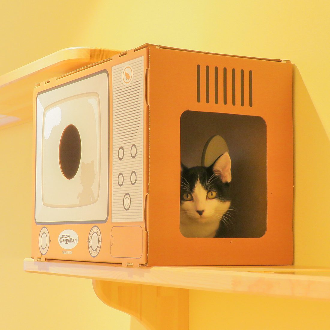 店内でくつろぐネコちゃん
