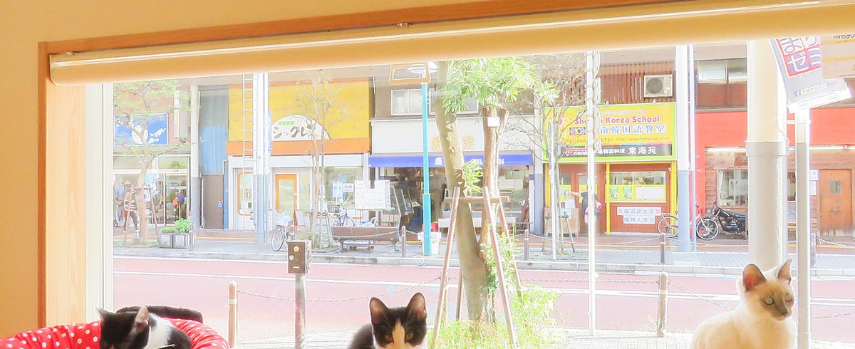 譲渡型保護ねこカフェ にじのはし 店内でくつろぐ保護ねこ